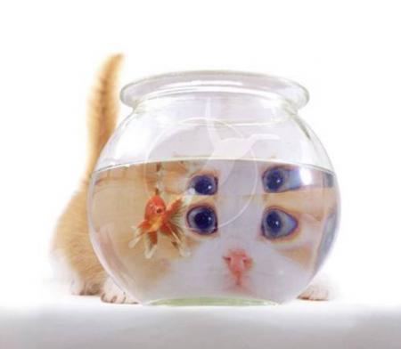 ScHaTtiG...
